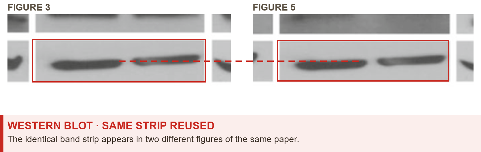 The same western-blot band strip appearing in Figure 3 and Figure 5 of one paper, boxed in red in each and joined by a dashed line to show they are identical.