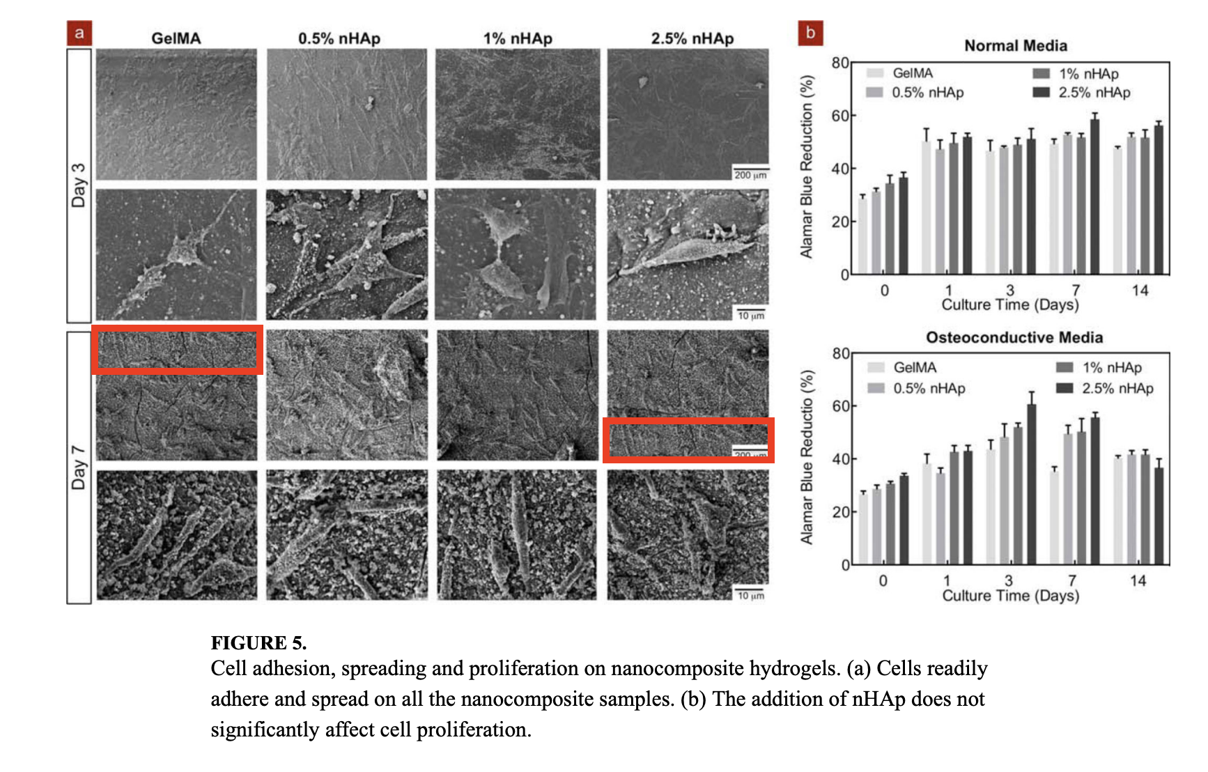 Panel reuse — duplicated Day-7 SEM micrographs flagged
